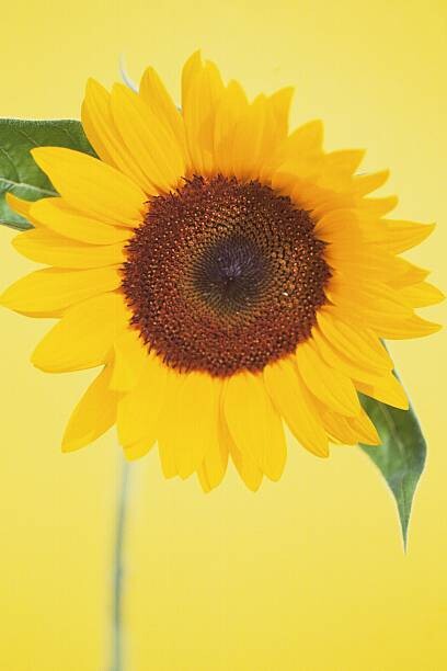 Carta da parati Sunflower