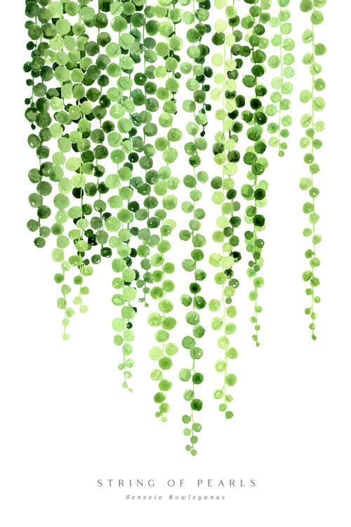 Fotomurale Watercolor string of pearls illustration