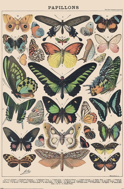 Poster Adolphe Millot - Papillons