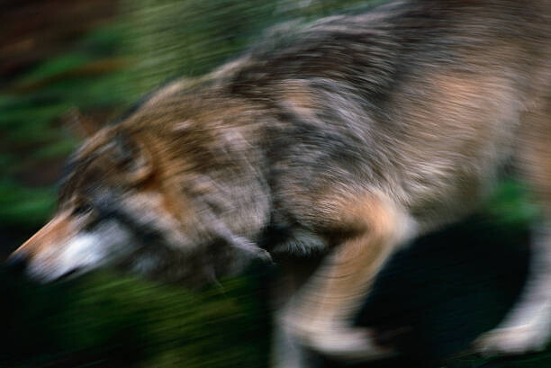 Poster Adult European Gray Wolf Running