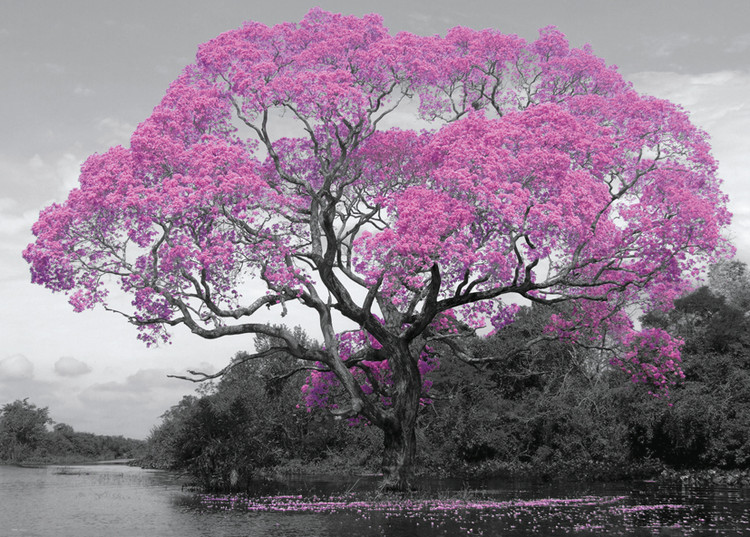 Poster Albero - Blossom