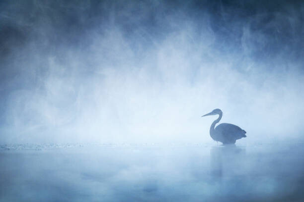 Poster Beautiful Mysterious Great Blue Heron on