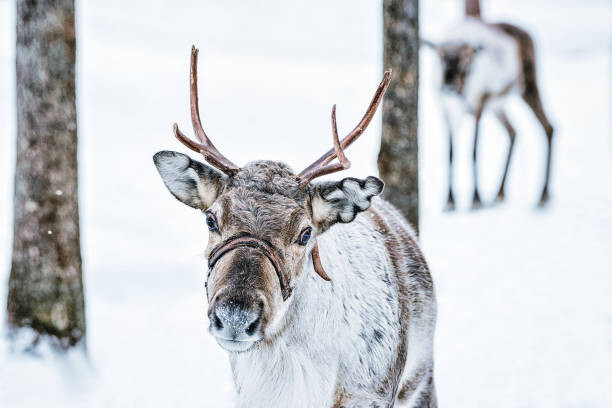 Poster Brown Reindeer in Finland at Lapland winter