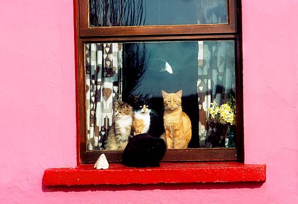 Poster Cats At Window Near Kilkee, Co Clare, Ireland