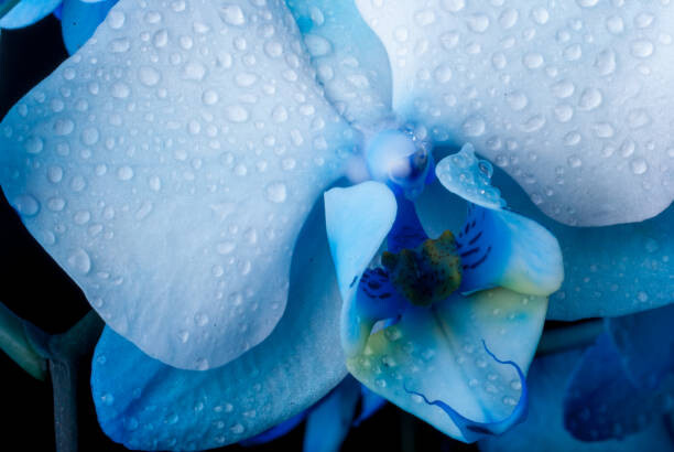 Poster Close up Blue Orchid flower with