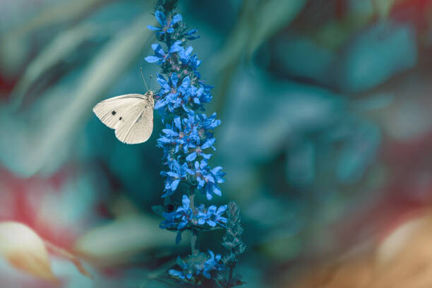 Poster Close-up of butterfly on purple flower
