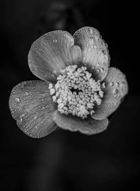 Poster Close-up of raindrops on flower