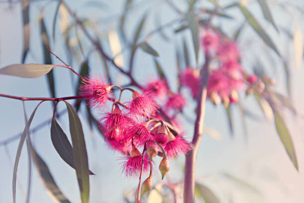 Poster Crimson eucalyptus flowers bursting into bloom