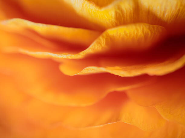 Poster Dreamy Macro Orange Peony 6
