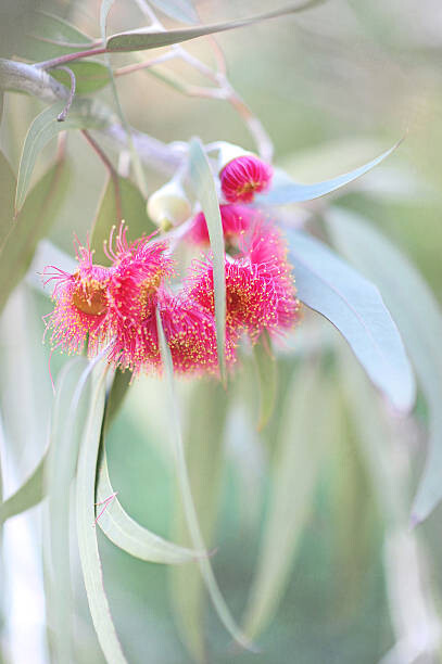 Poster Flowering eucalyptus trees