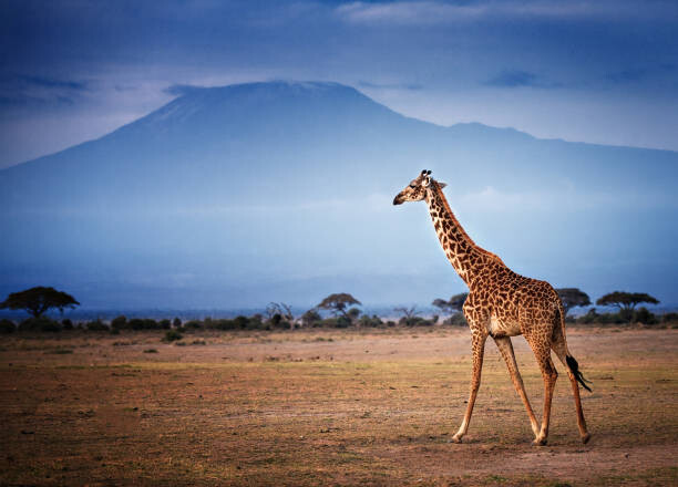 Poster Giraffe Walking in Front of Mount