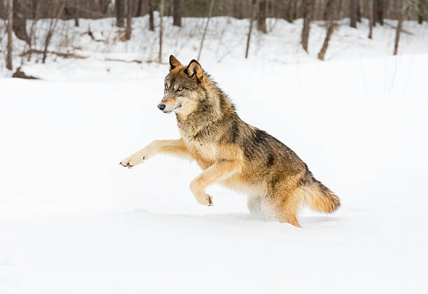 Poster Gray Wolf in Winter