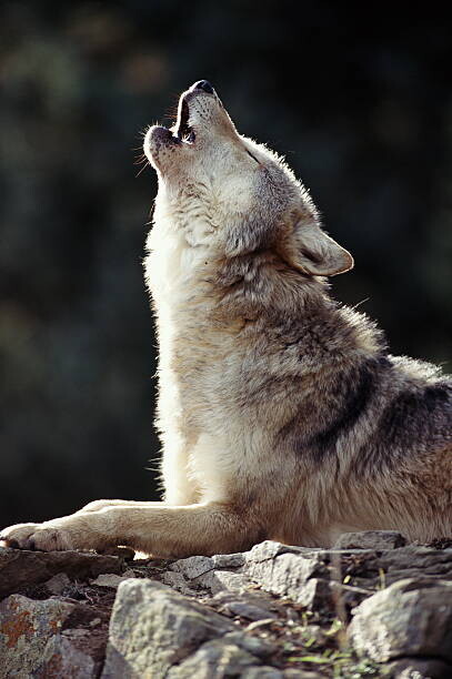 Poster Grey Wolf (Canis lupus) howling on rock