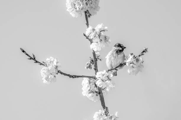 Poster House sparrow(Passer domesticus)