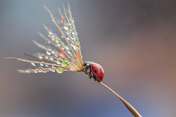 Poster Ladybug on dandelion