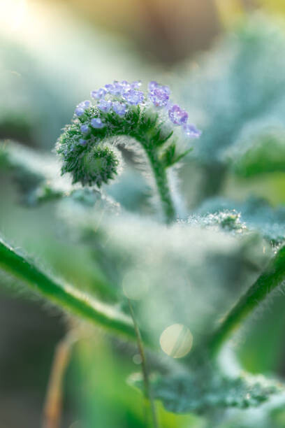 Poster Little grass flower with dew droplets