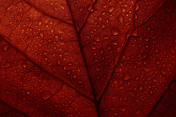 Poster Macro photo of red fall leaf with raindrops.