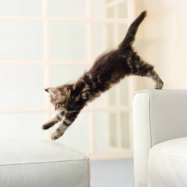 Poster Maine Coon kitten jumping from couch to ottoman