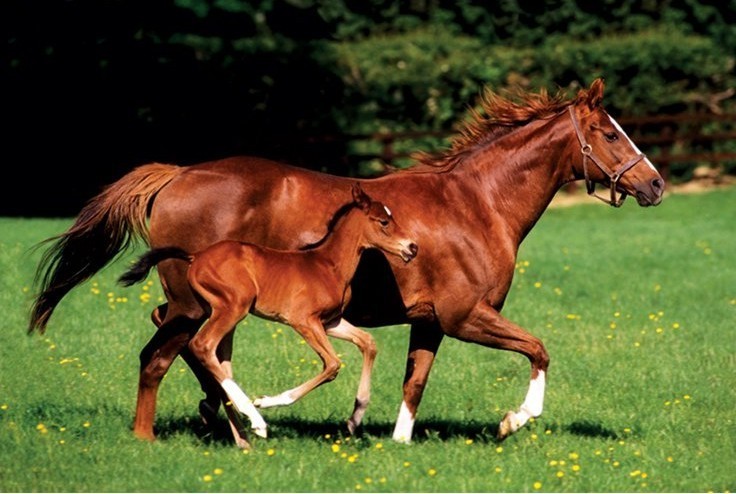 Mare & Foal - horses Poster, Plakat | Kaufen bei Europosters
