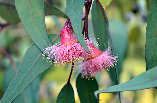 Poster Pink gum tree (Corymbia) blossoms