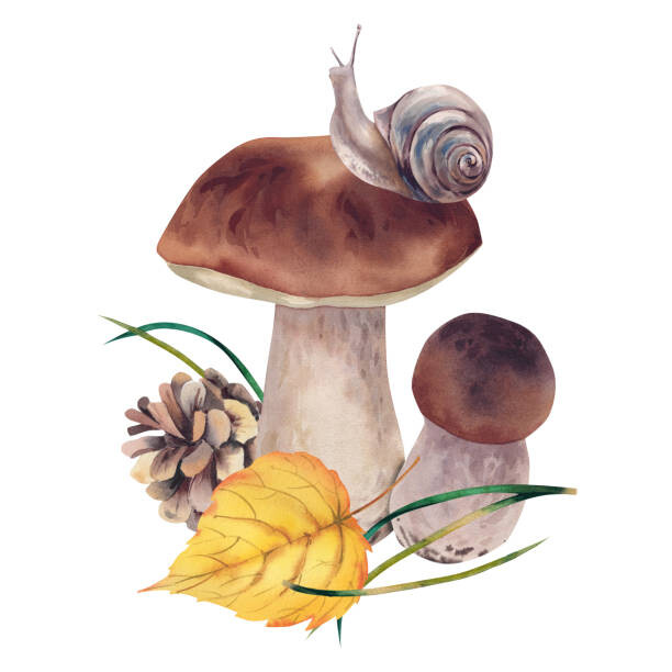 Poster Porcini mushrooms with autumn leaves, snail