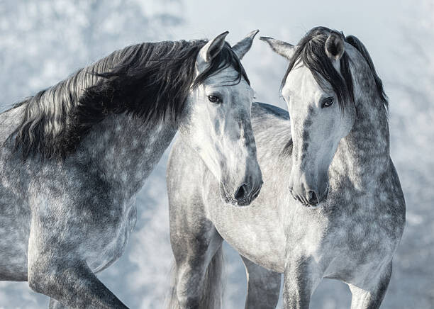 Poster Portrait of two spanish grey stallions