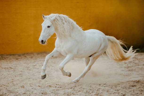 Poster PRE Hengst Schimmel in Bewegung bei