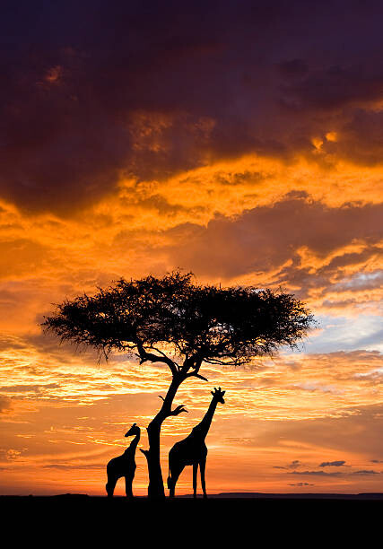 Poster Silhoutted Giraffe with acacia tree at sunset