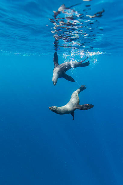 Poster Southern Sea Lions, Diego Ramirez Islands, Chile