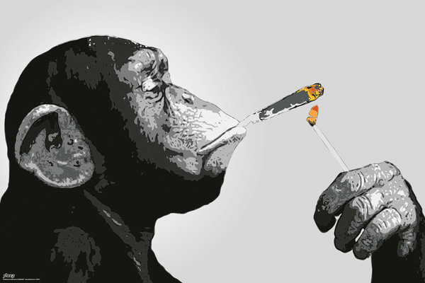 Poster Steez - Scimmie Smoking