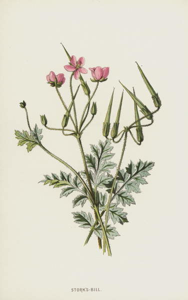 Poster Stork's-Bill