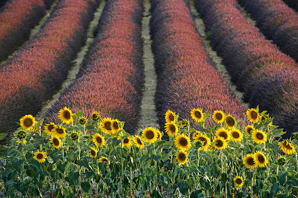 Poster Sunflowers, lavender, Valensole, Provence, France