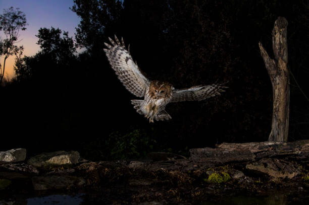 Poster Tawny owl flying in the forest at night, Spain