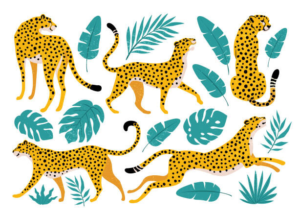 Poster Vector set of leopards and tropical