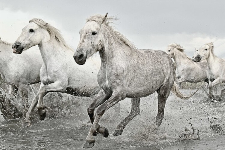 Poster White Horses