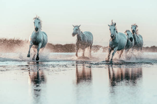 Poster Wild White Horses of Camargue running in water