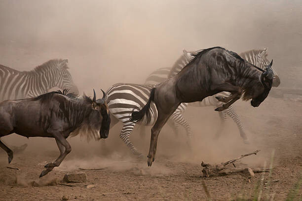 Poster wildebbest and Zebra running