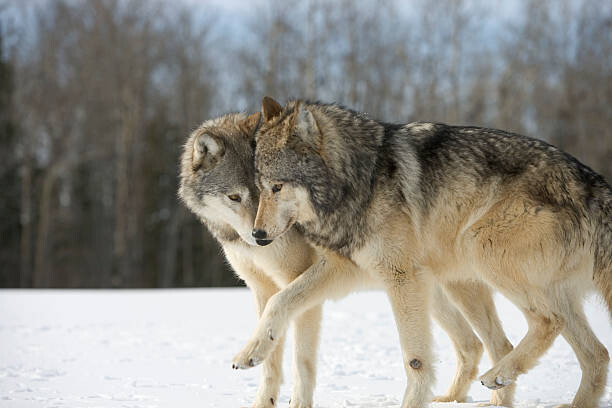 Poster Wolves (Canis lupus) nuzzling in snow, side view