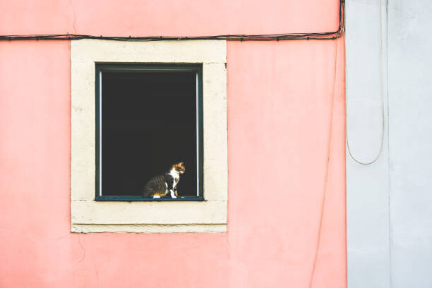 Poster A cat in an open window