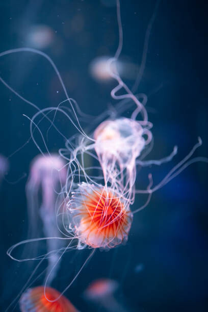 Poster abstract jellyfish chrysaora pacifica underwater