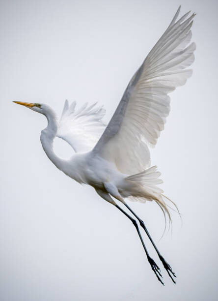 Poster Angel Bird