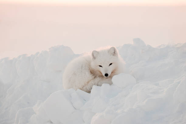Poster Arctic white fox close-up. Arctic fox