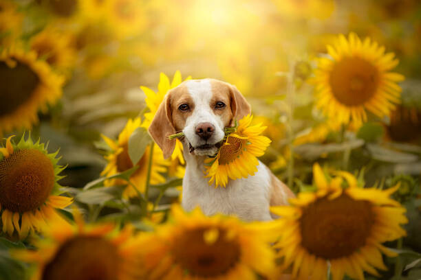 Poster Beagle in sunflower field
