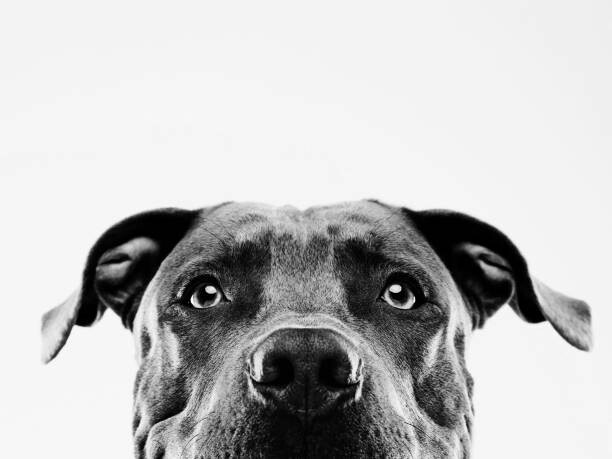 Poster Black and white pit bull dog studio portrait