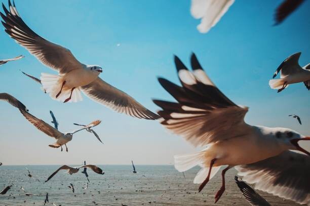 Poster Close-Up of Seagulls above Sea against