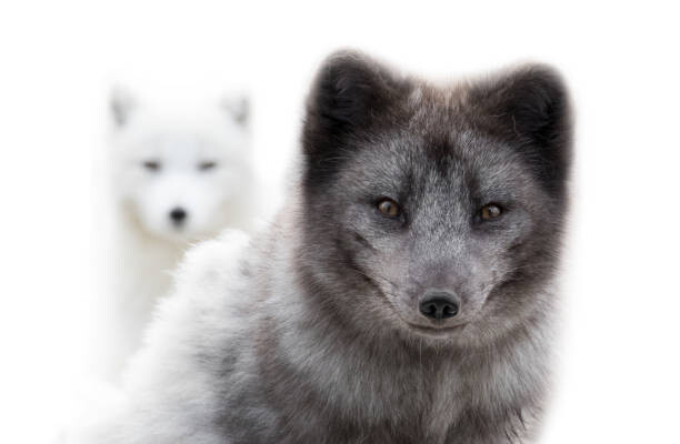 Poster Close up of two arctic foxes