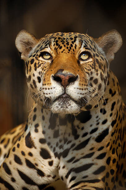 Poster Close up portrait of a Jaguar