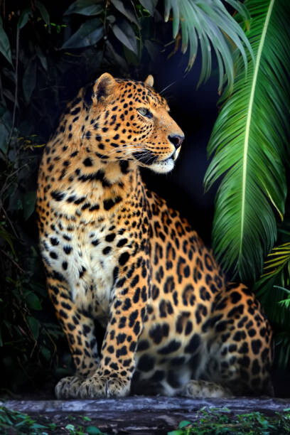Poster Close young leopard portrait in jungle