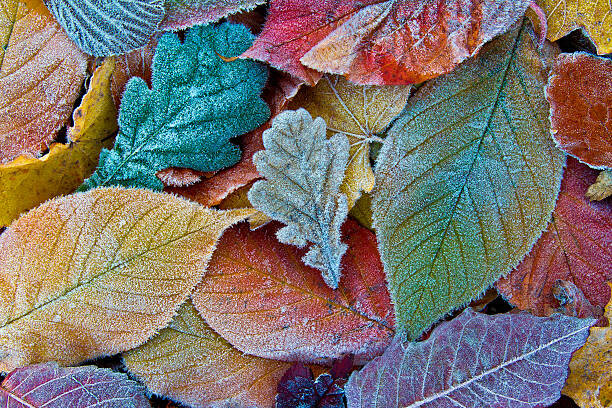 Poster Colorful autumn leaves with frost. Frosty