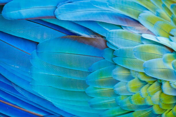 Poster Colorful Parrot macaw wing - tropical
